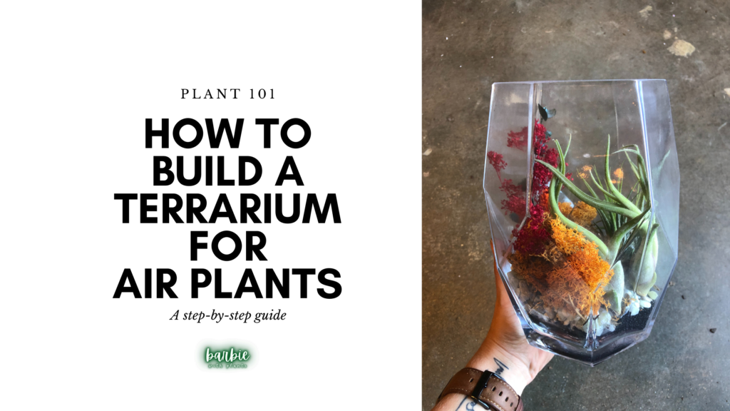 How to Build a Terrarium for Air Plants - Barbie with Plants